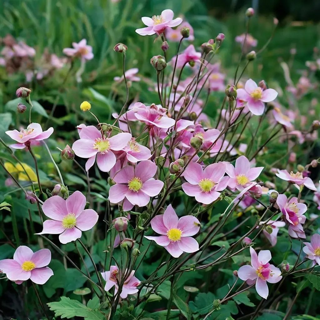 Anemone tomentosa