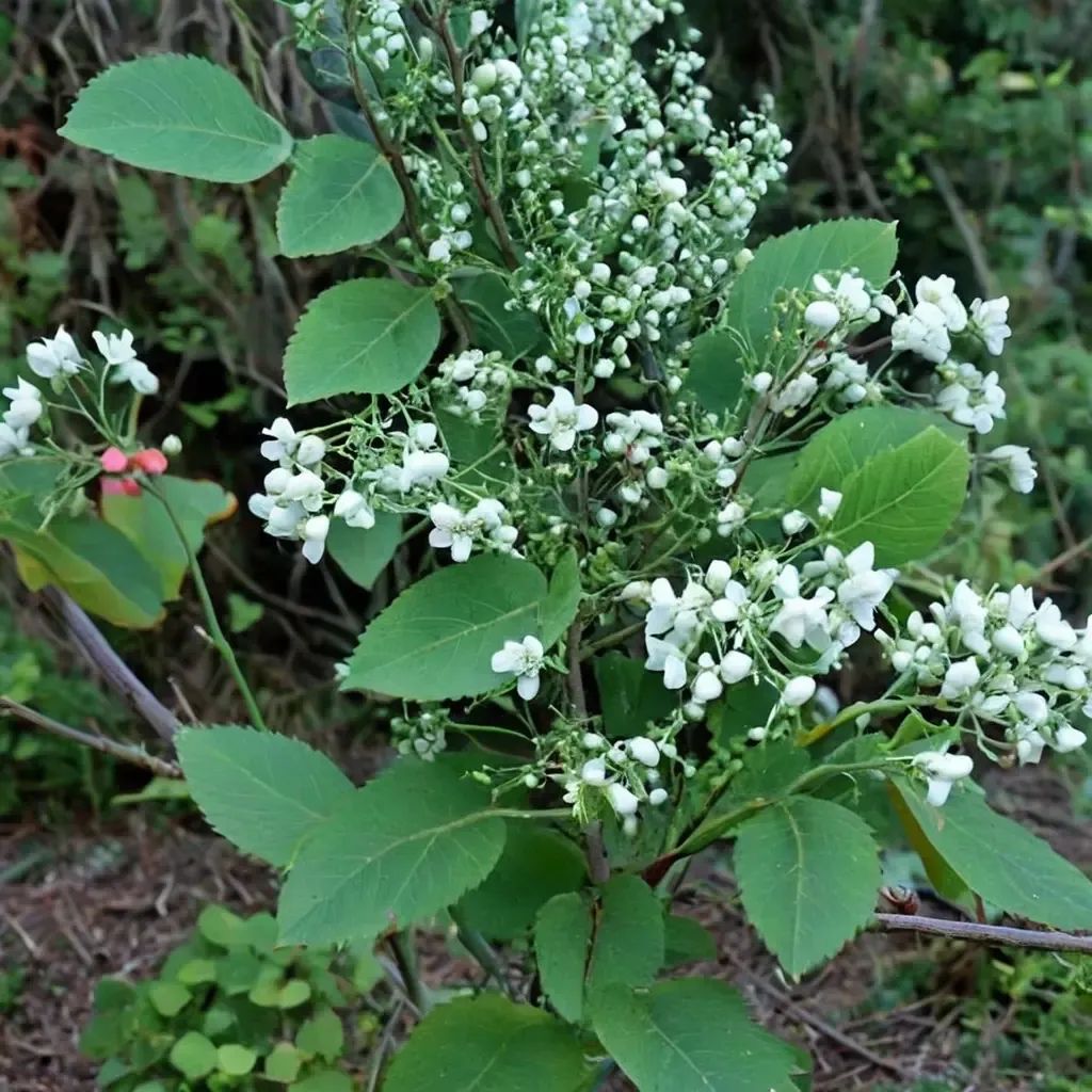 Amelanchier alnifolia
