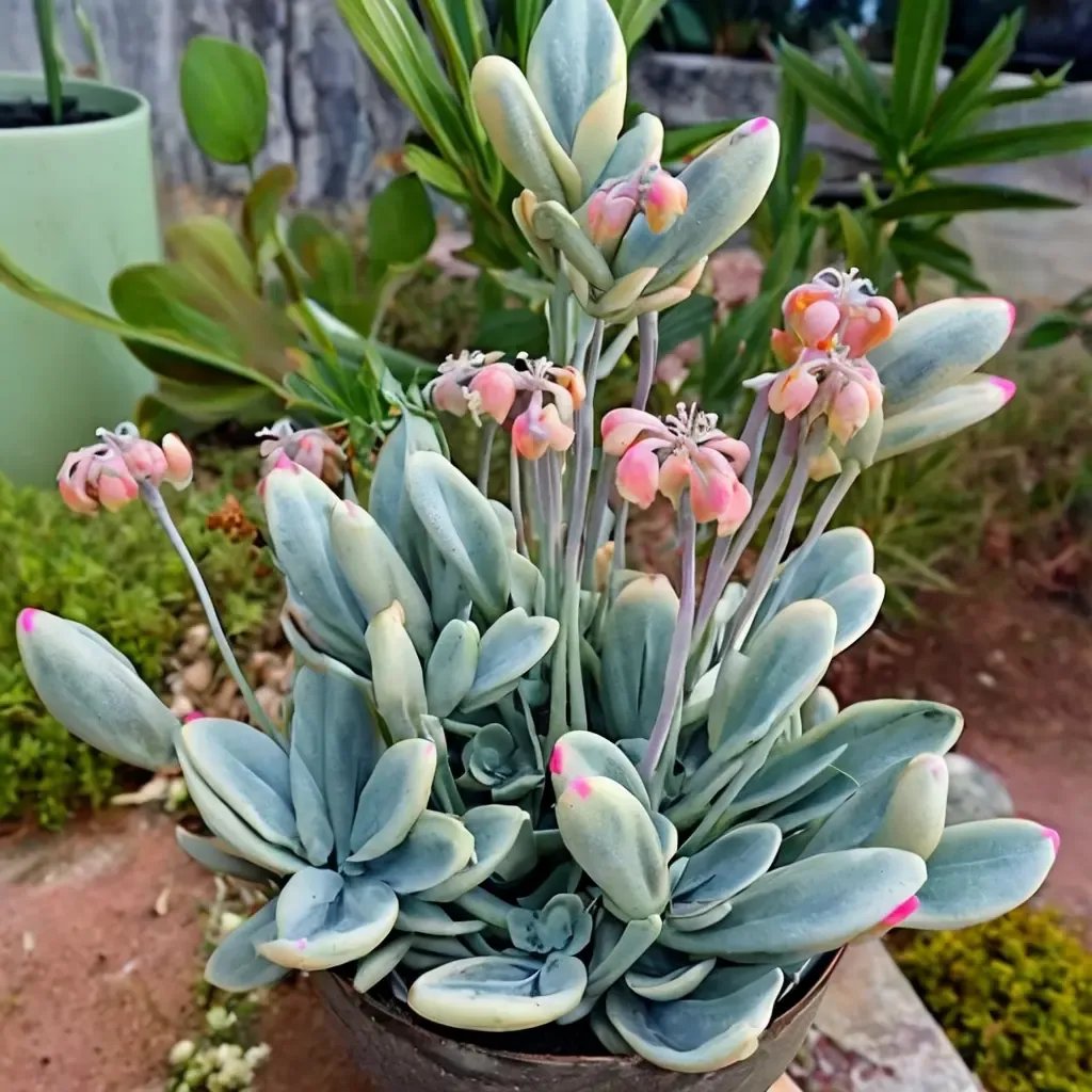 Cotyledon orbiculata 'var orbiculata'