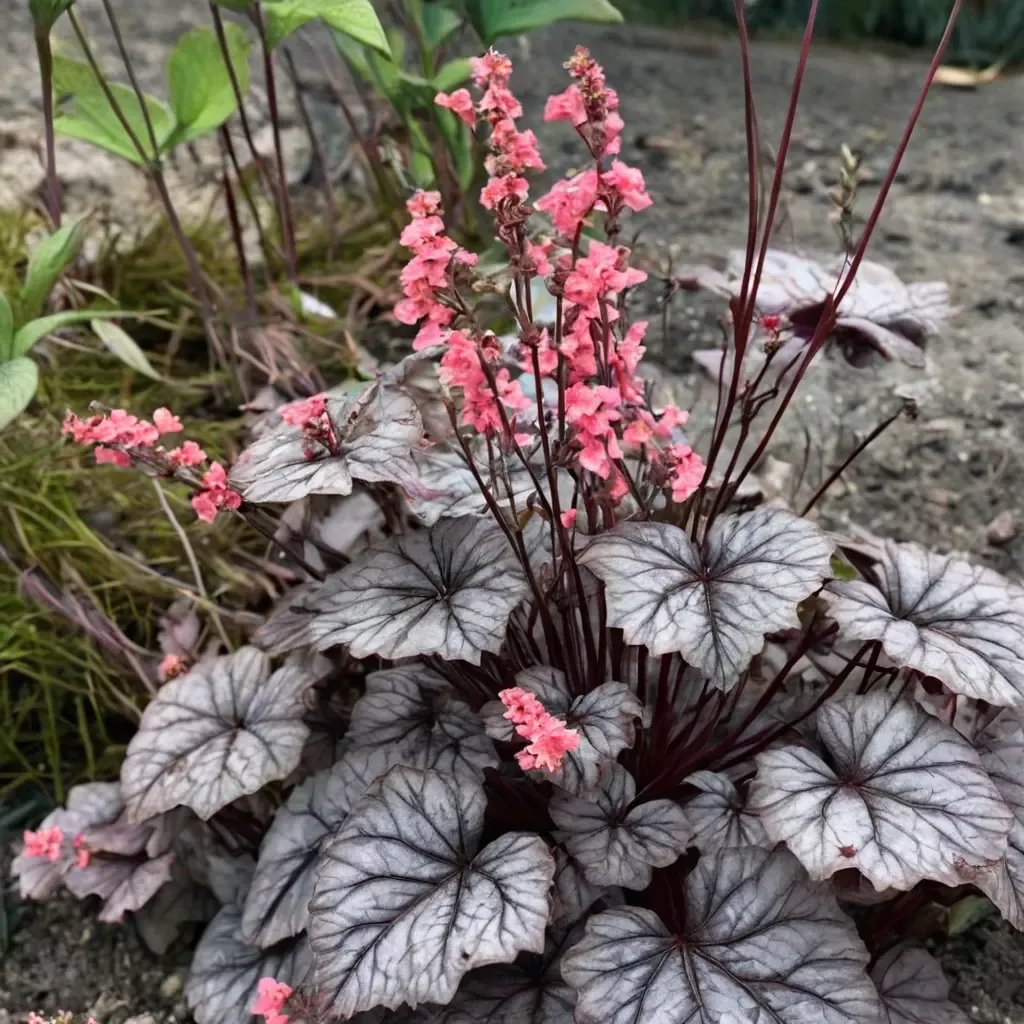 Heuchera sanguinea 'Timeless Treasure'