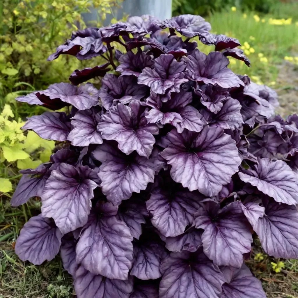 Heuchera x brizoides 'Wildberry'