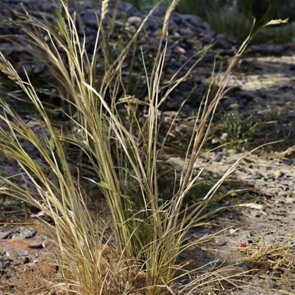 Stipa cernua