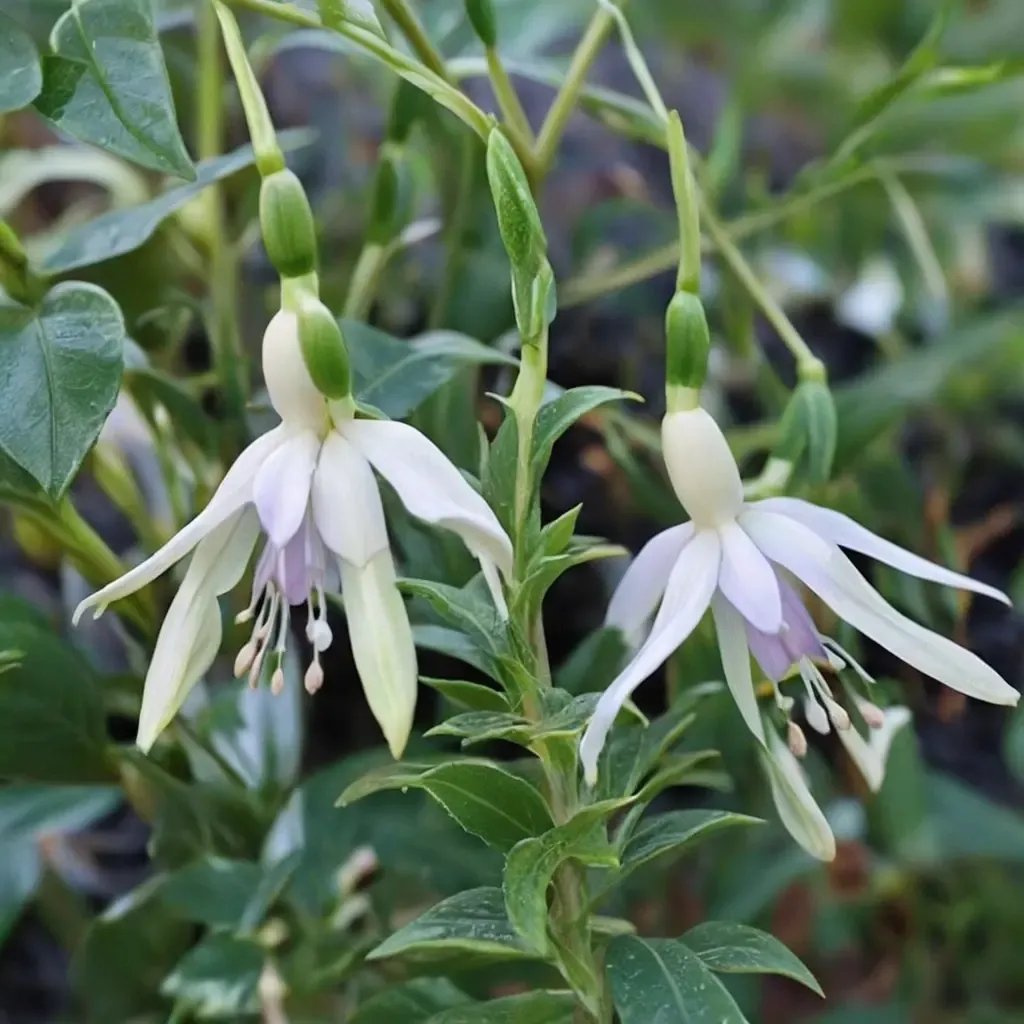 Fuchsia magellanica 'Hawkshead'