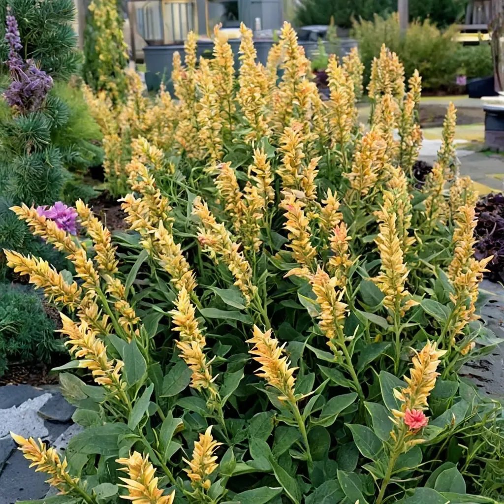 Agastache foeniculum 'Kudos Yellow'