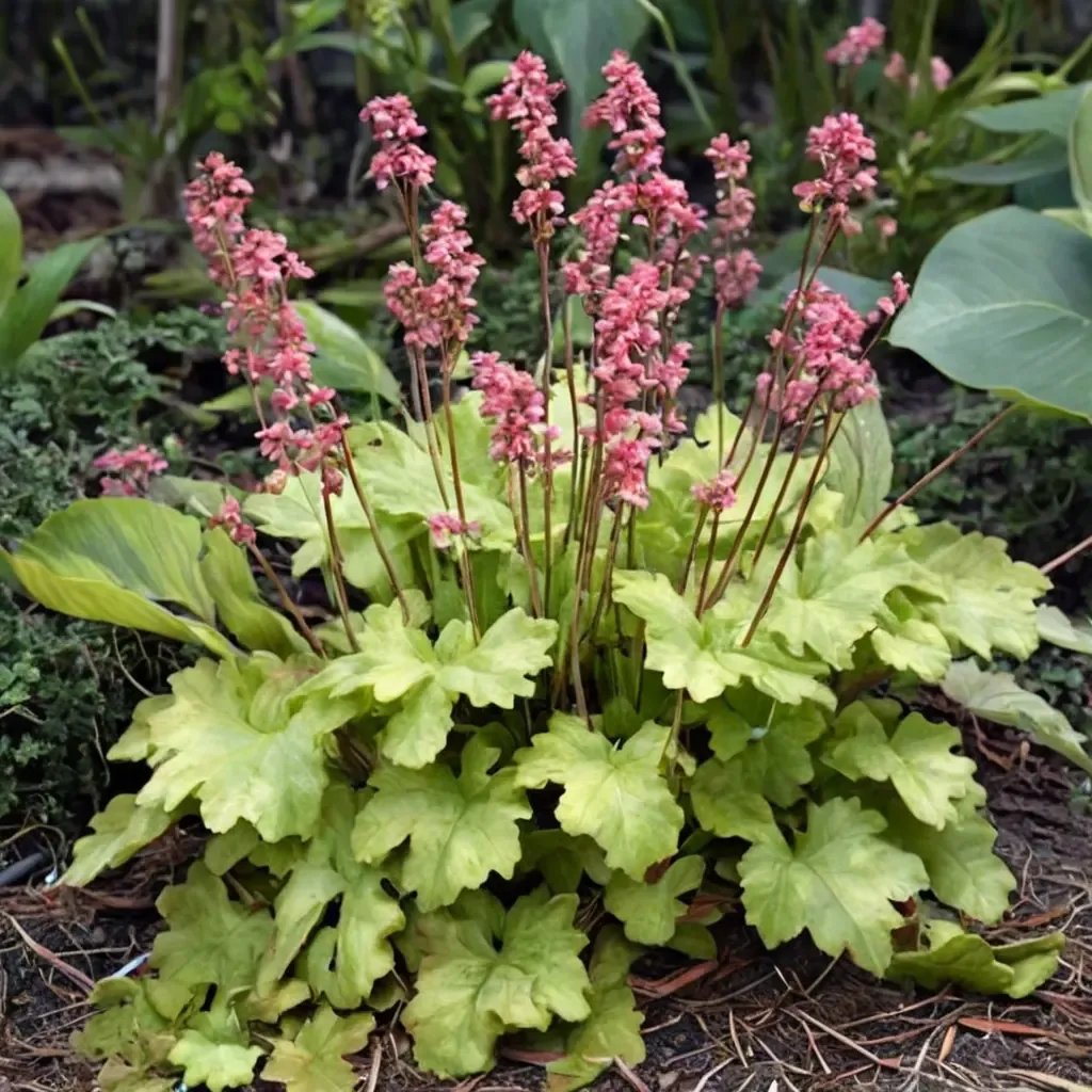 Heuchera x hybrida 'Timeless Glow'