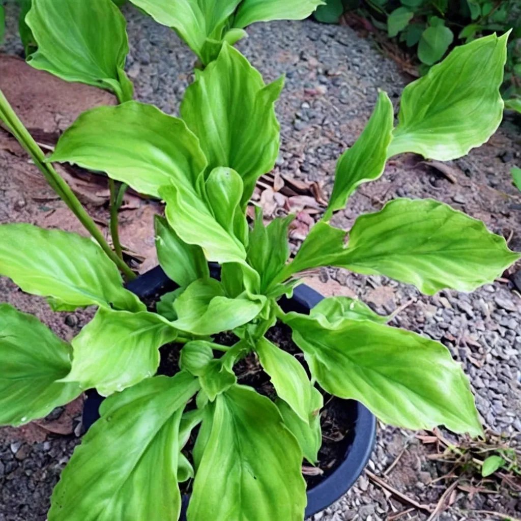 Hosta x hybrida 'Contortionist'