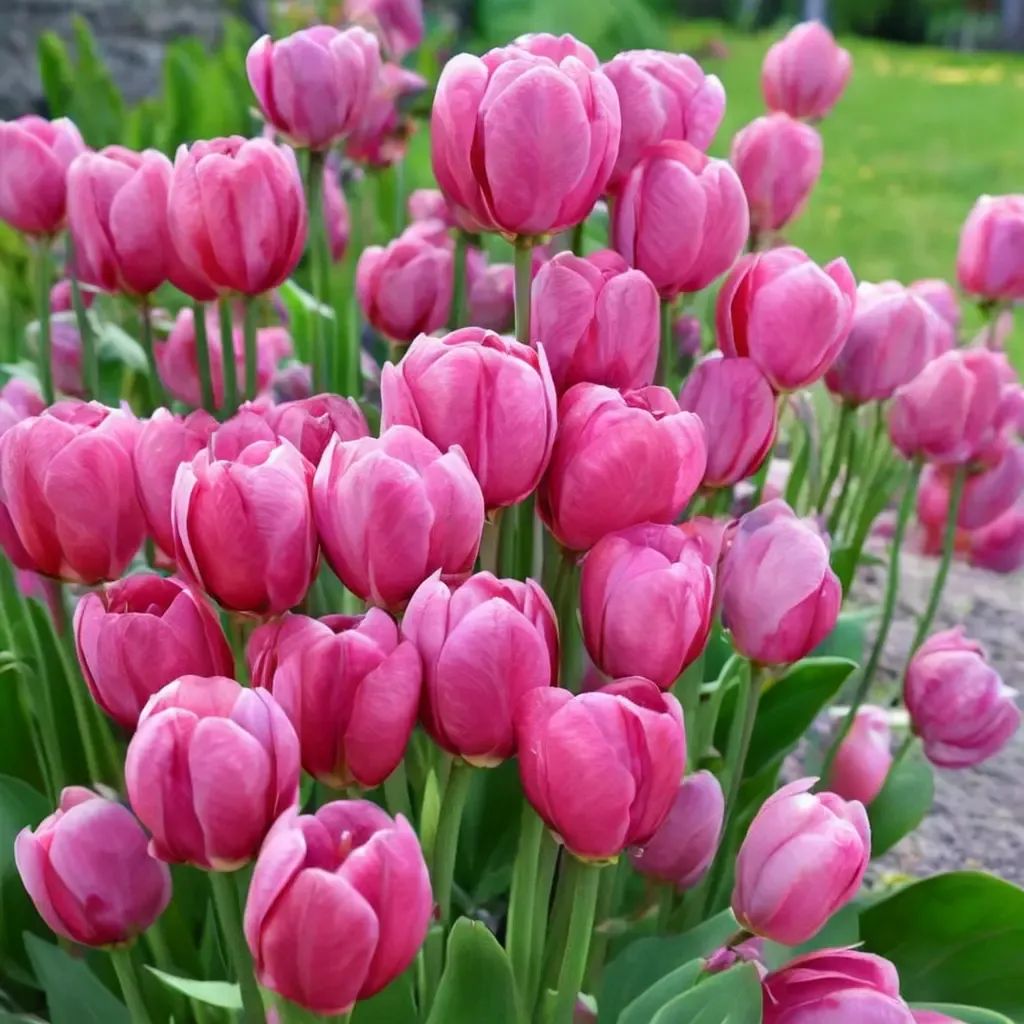 Tulipa tulipissima 'Don Quichotte'