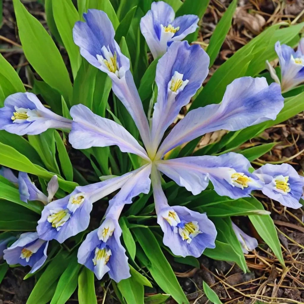 Iris cristata 'Powder Blue Giant'