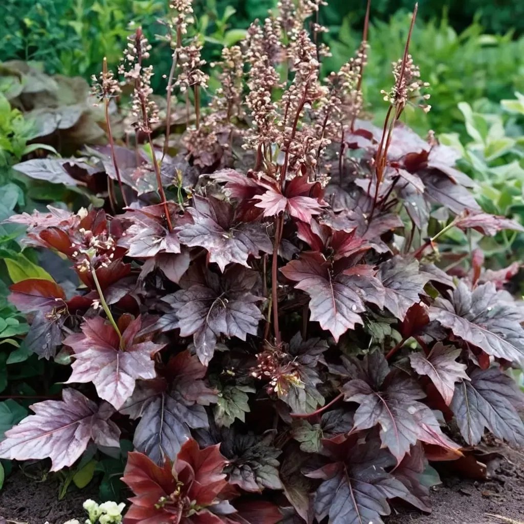 Heuchera americana 'Palace Purple'
