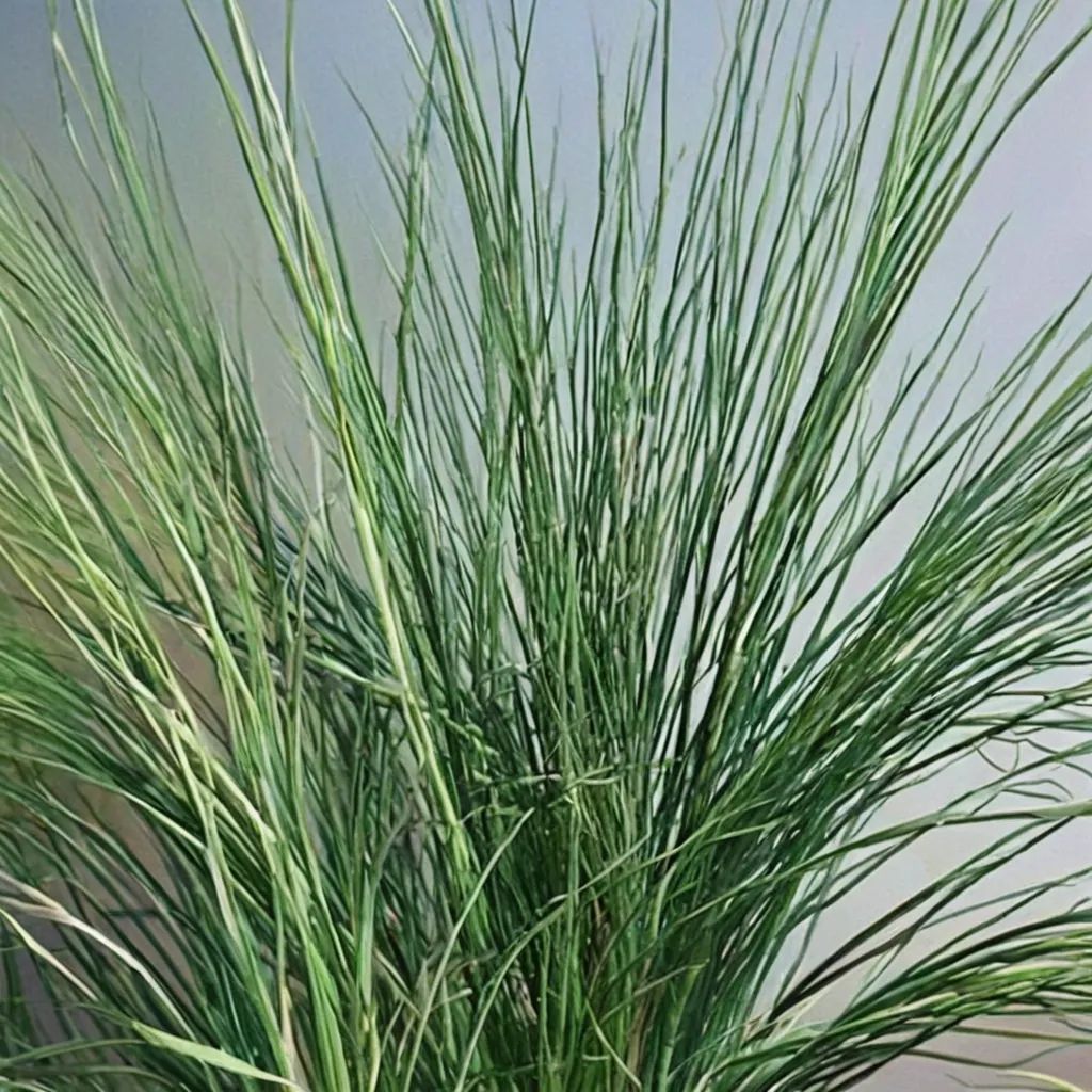 Juncus inflexus 'Lovesick Blues'