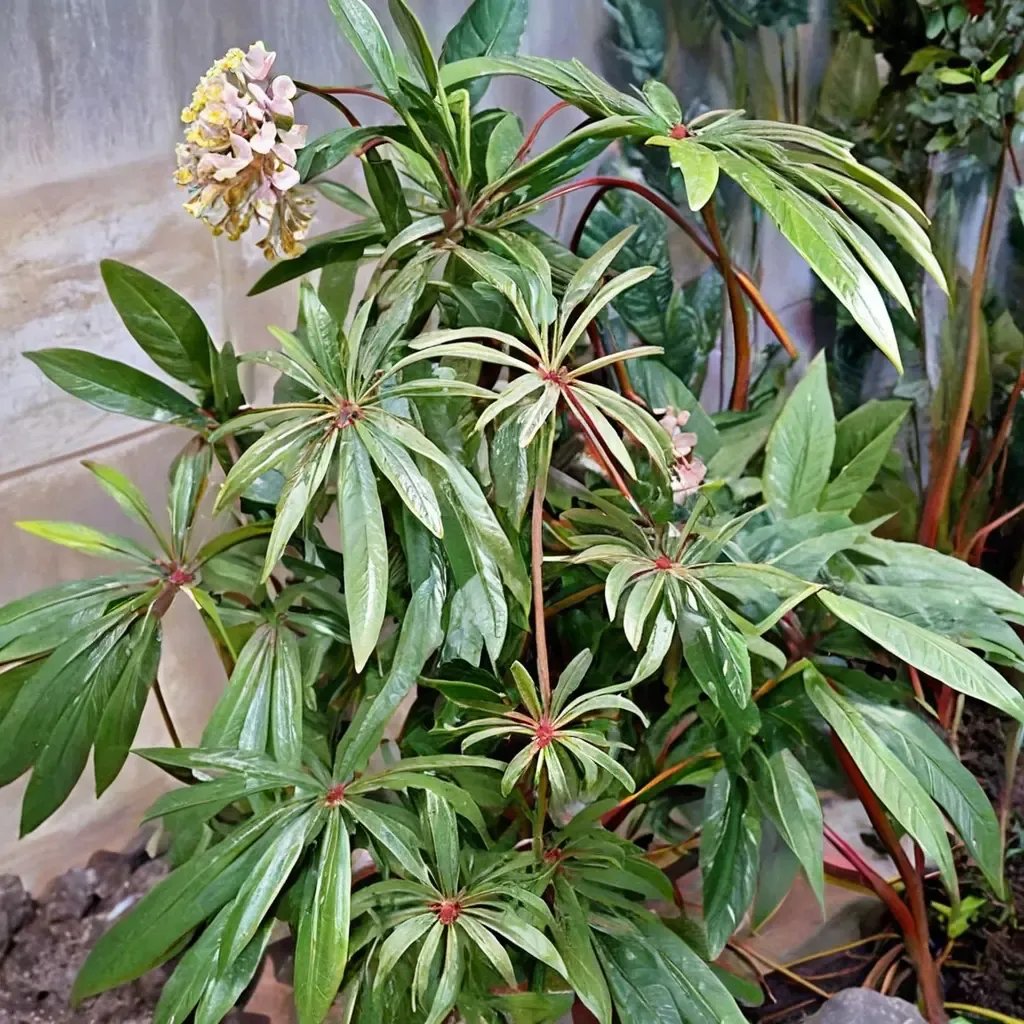 Begonia luxurians 'Palm Leaf Begonia'