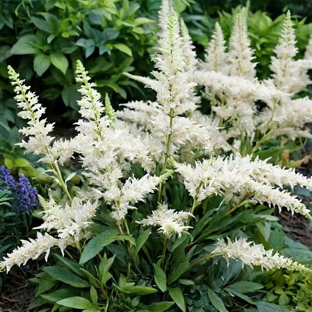 Astilbe chinensis 'Vision in White'