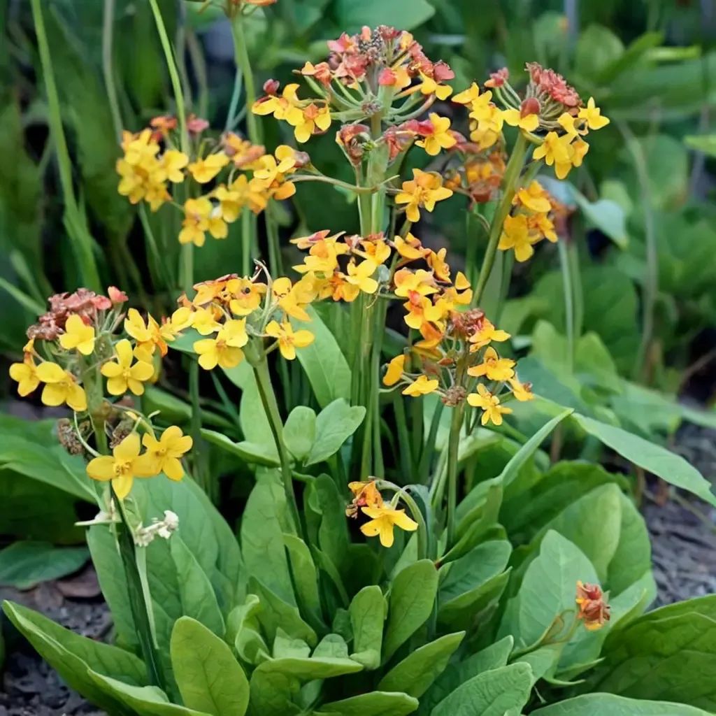 Primula bulleyana