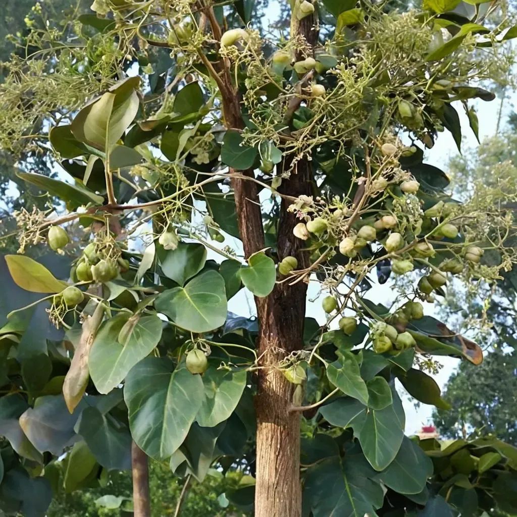Tectona grandis