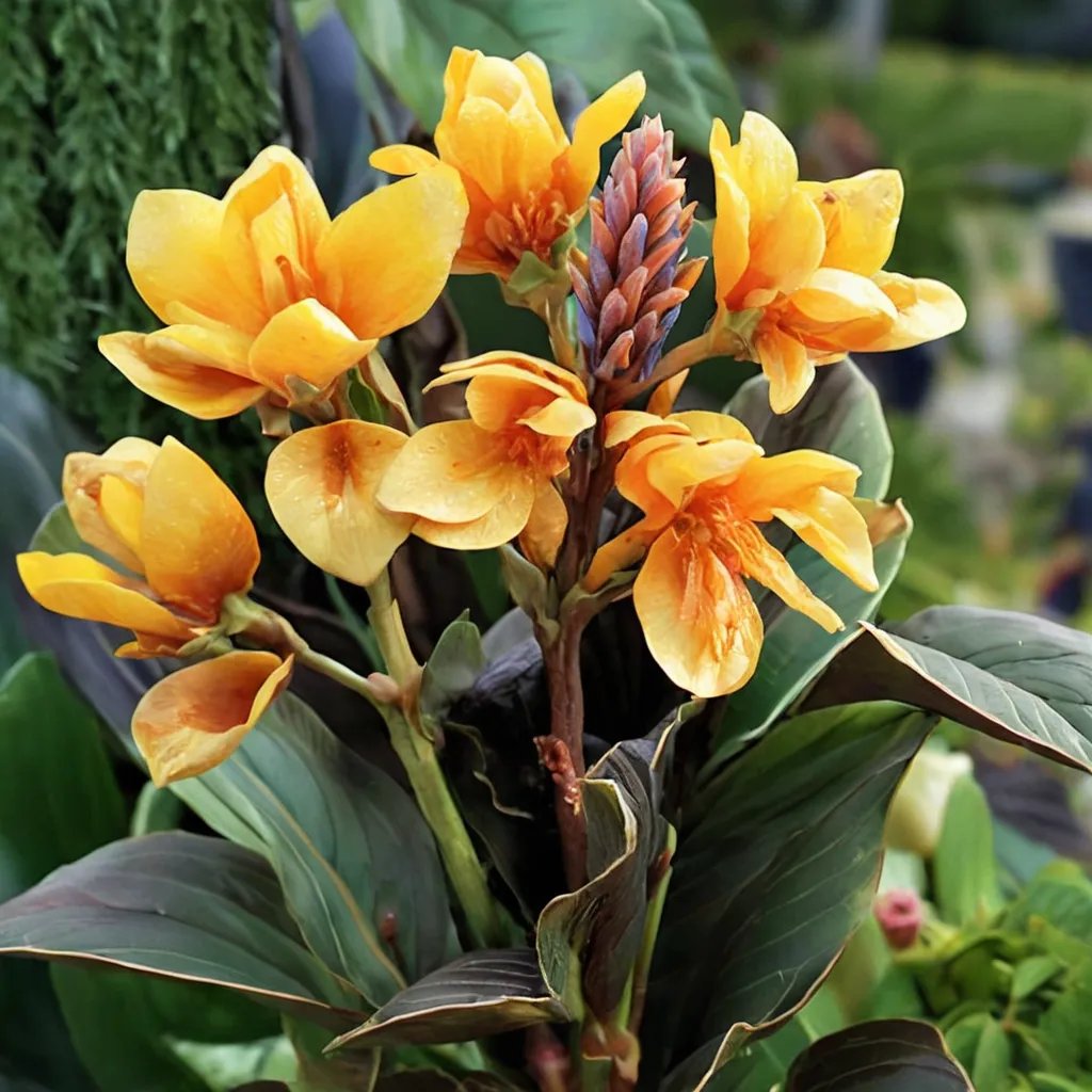 Canna x generalis 'Chocolate Sunrise'