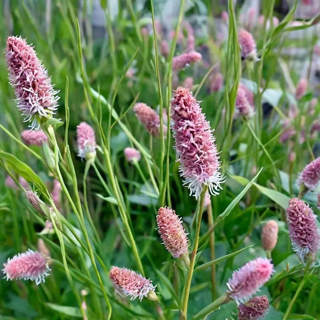 Sanguisorba officinalis 'Pink Tanna'