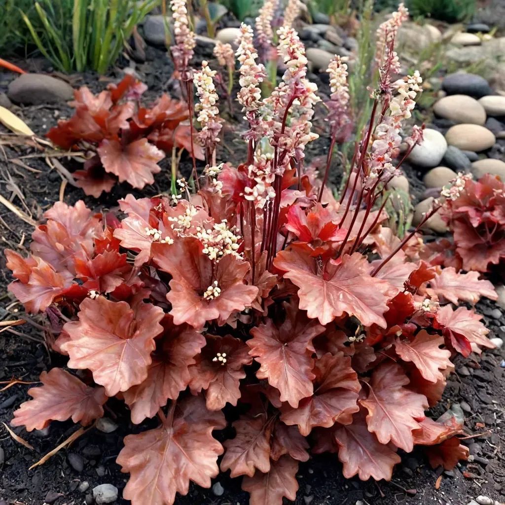 Heuchera x brizoides 'Ruby Tuesday'