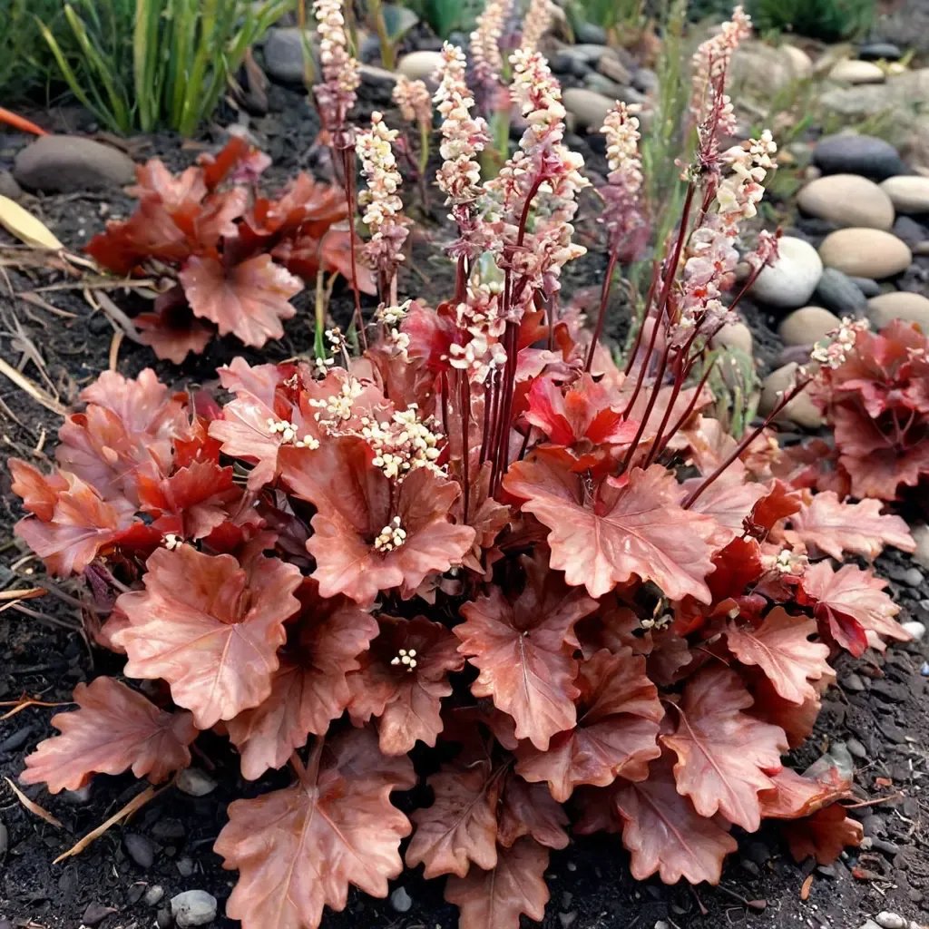 Heuchera x brizoides 'Ruby Tuesday'