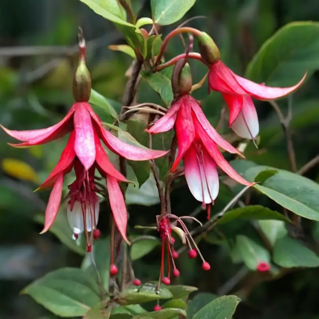 Fuchsia magellanica 'Ruddy Rodney'