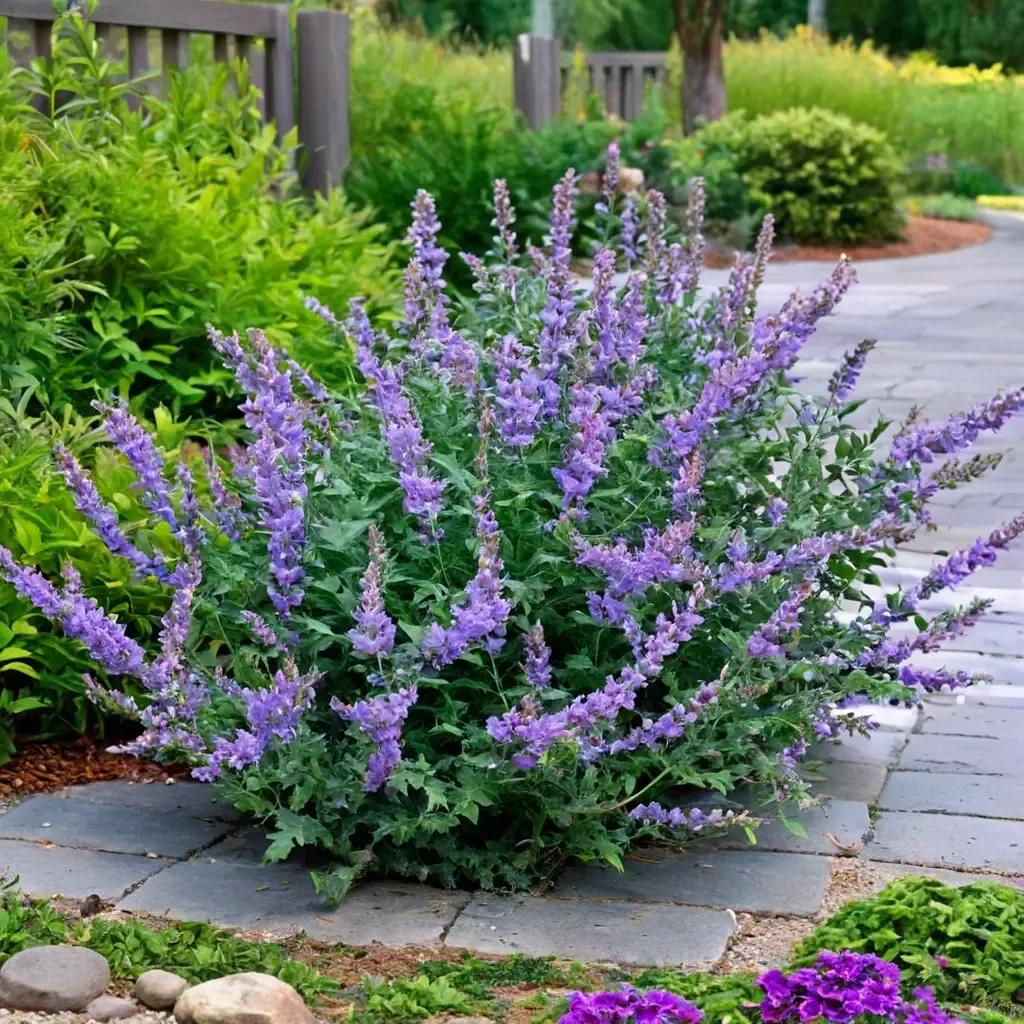 Walker's Low Catmint