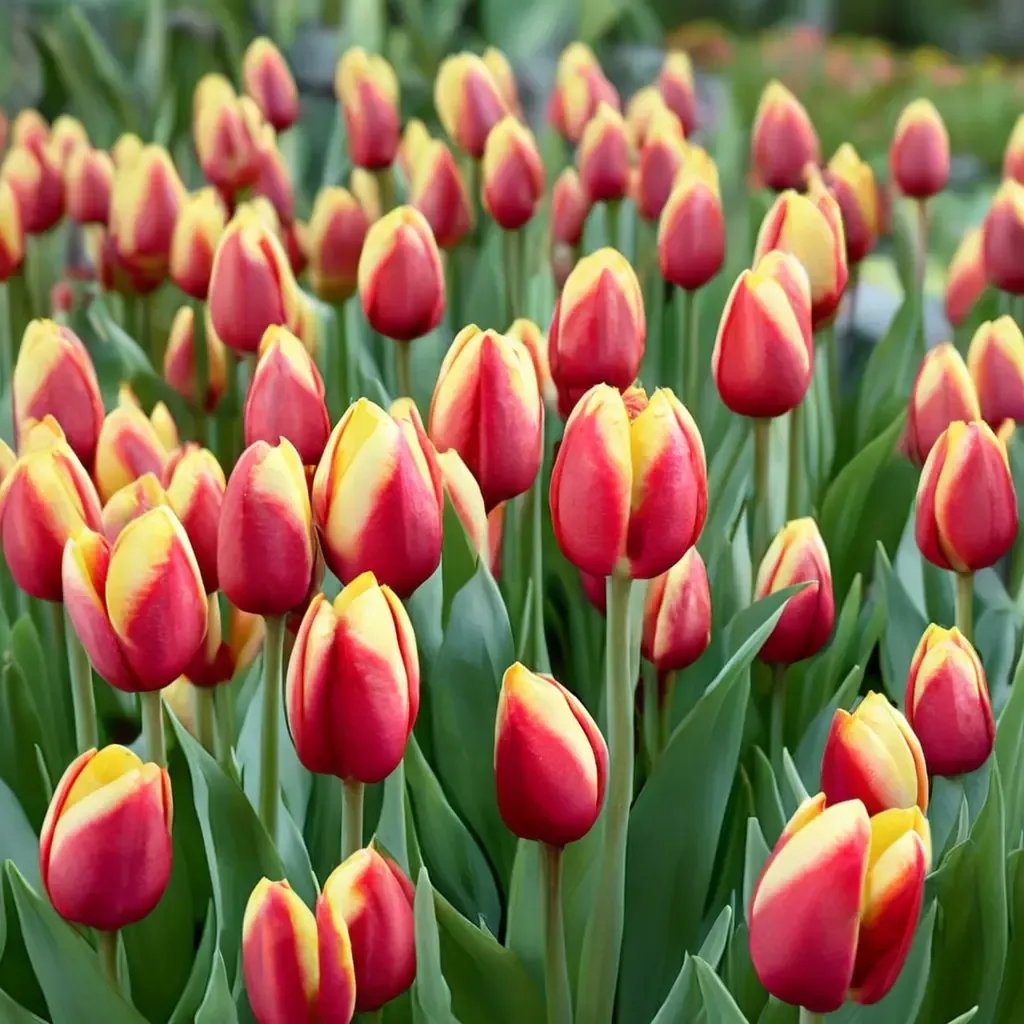 Tulipa tarda 'Jan Seignette'