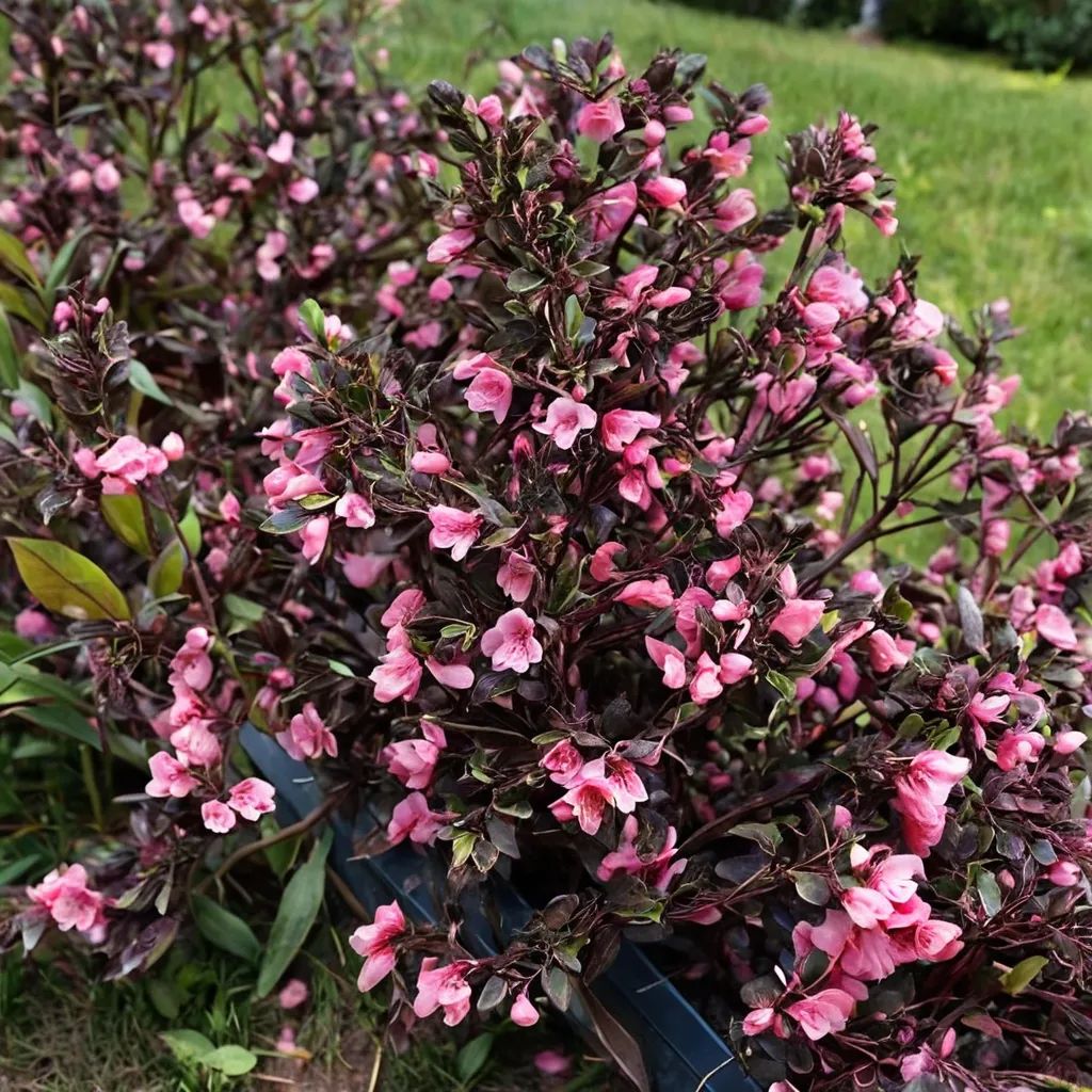 Weigela x hybrida 'Very Fine Wine'
