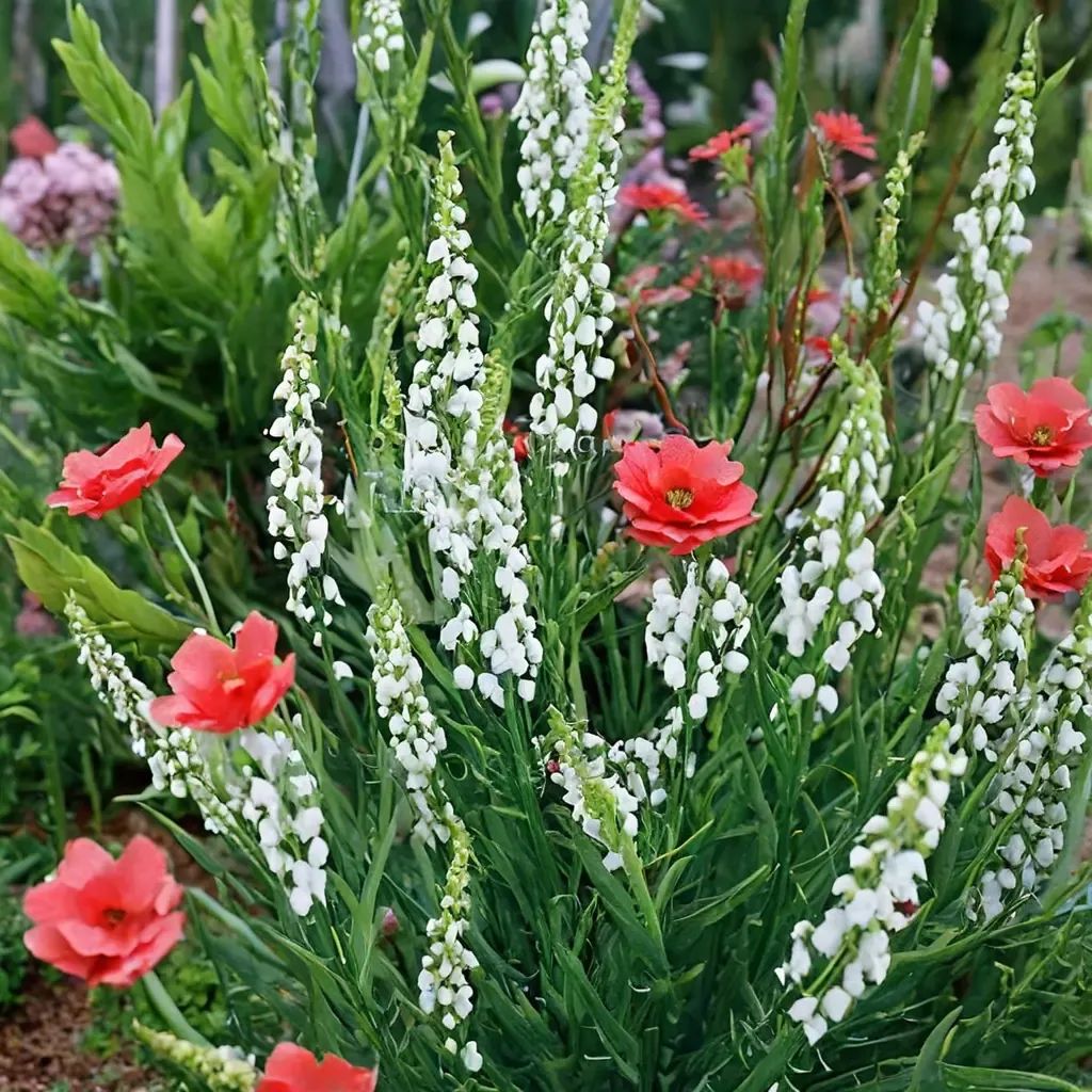Linaria purpurea 'Alba'