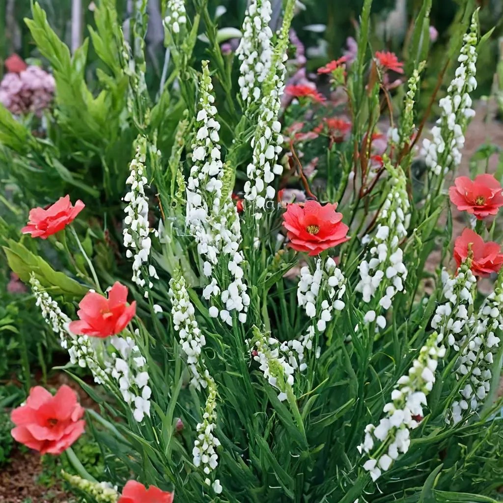 Linaria purpurea 'Alba'
