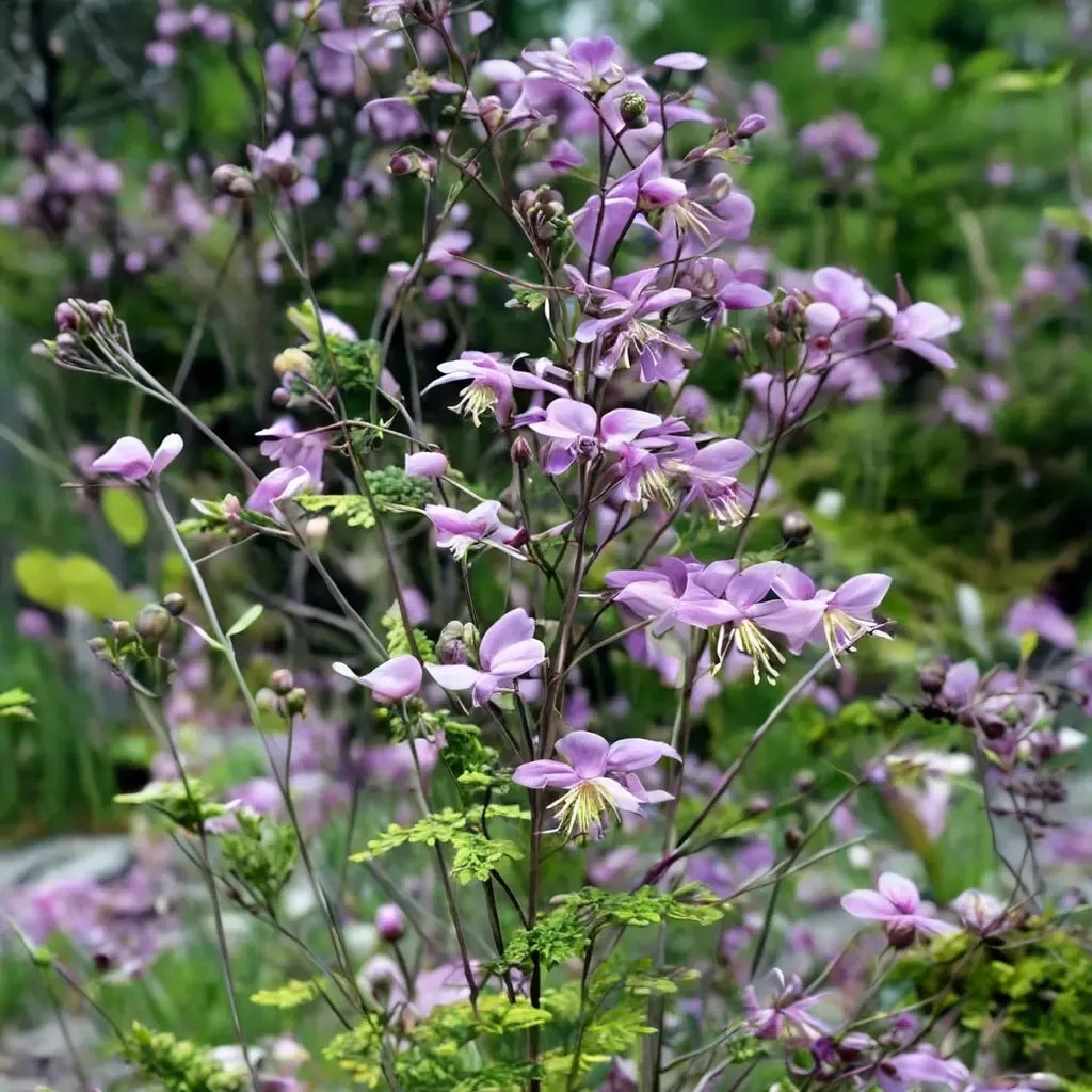 Thalictrum delavayi