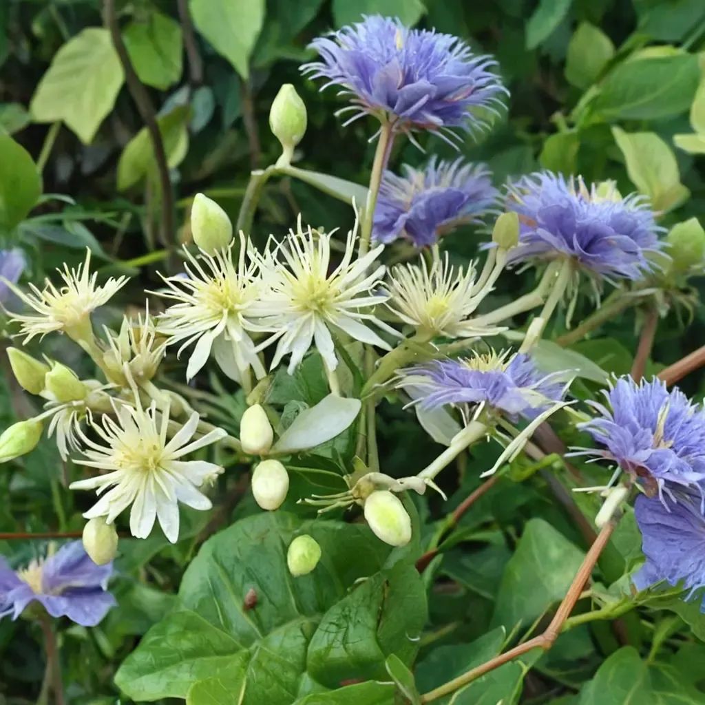 Clematis vitalba 'Ristimagi'