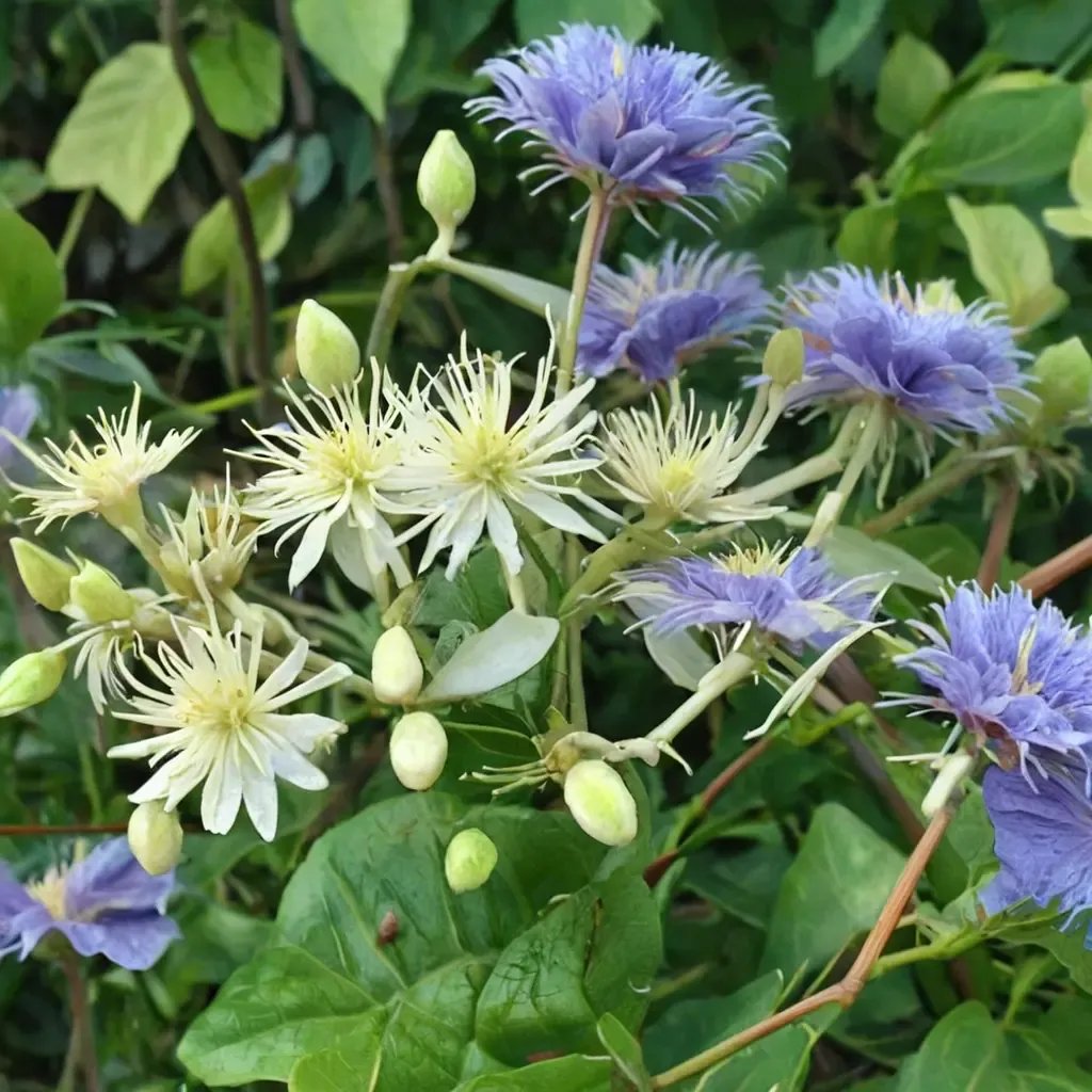 Clematis vitalba 'Ristimagi'