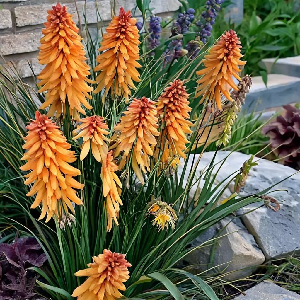 Kniphofia uvaria 'Poco Orange'