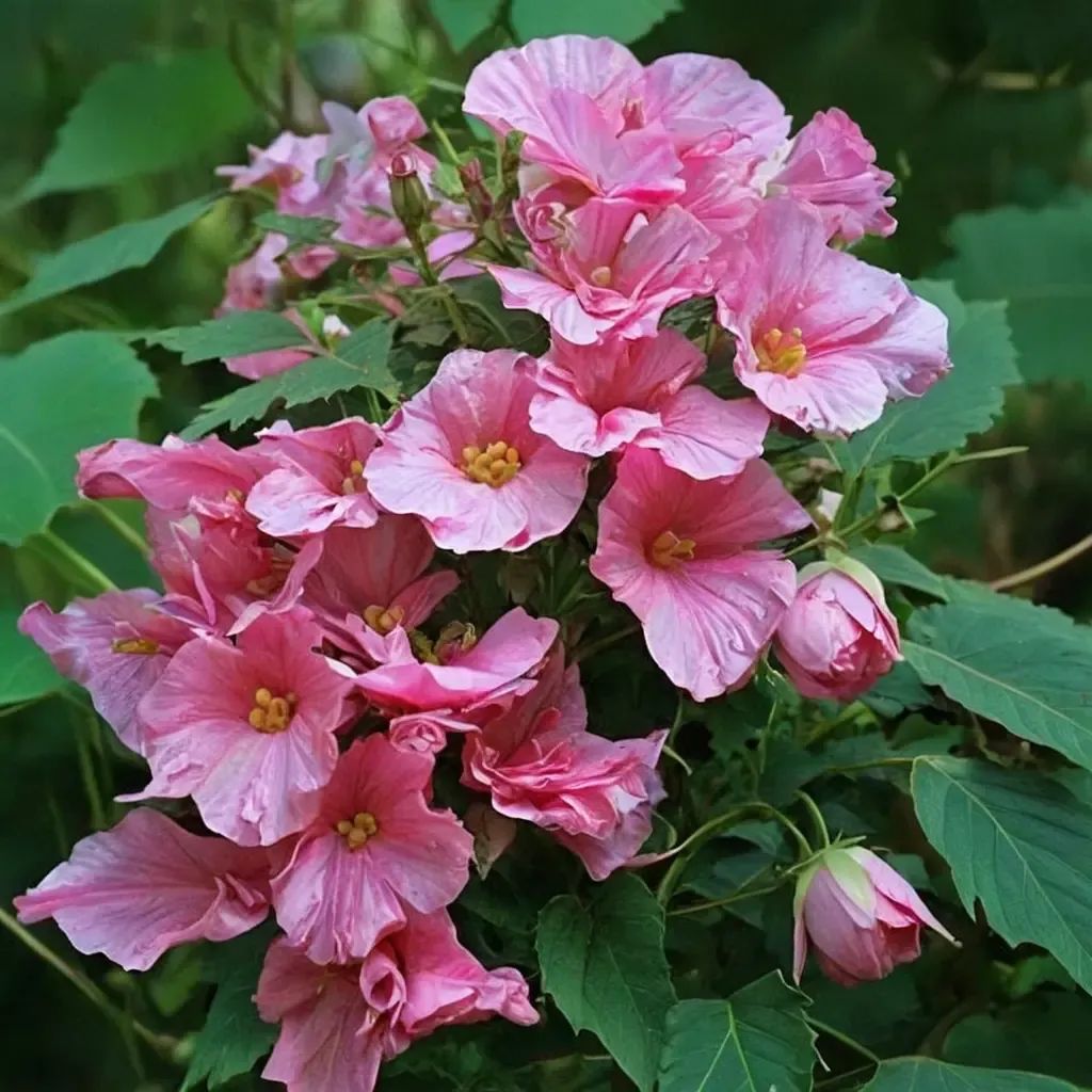 Hibiscus mutabilis 'Flora Plena'