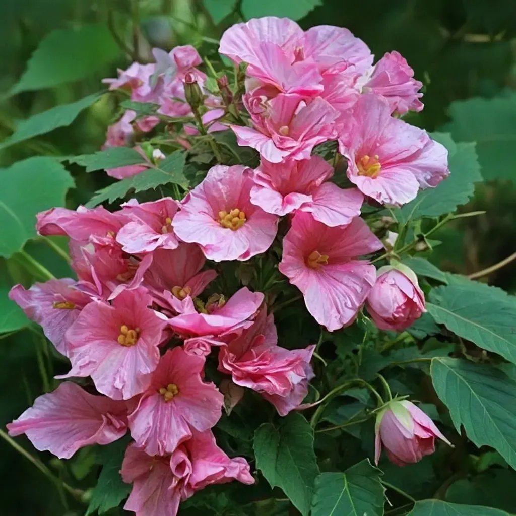 Hibiscus mutabilis 'Flora Plena'