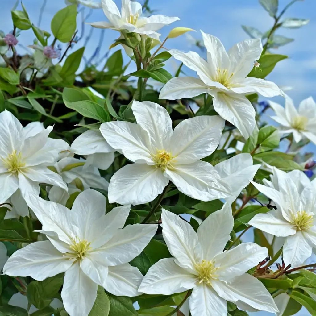Clematis x triternata 'Snow Storm'