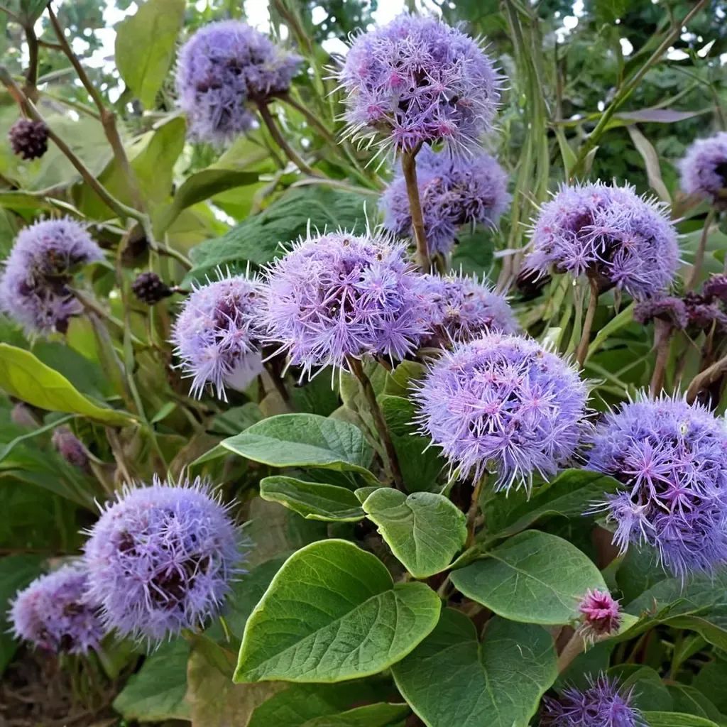 Bartlettina sordida