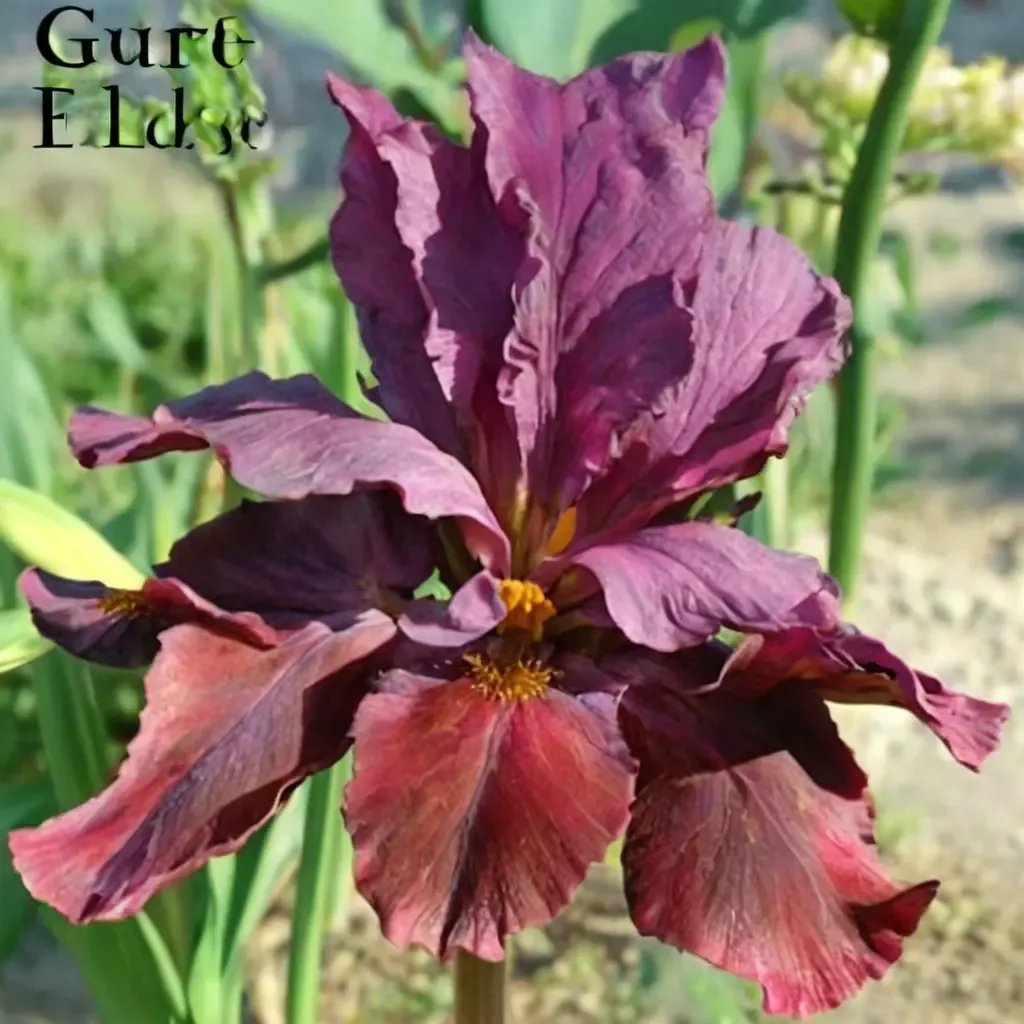Iris iris 'Red Rider'
