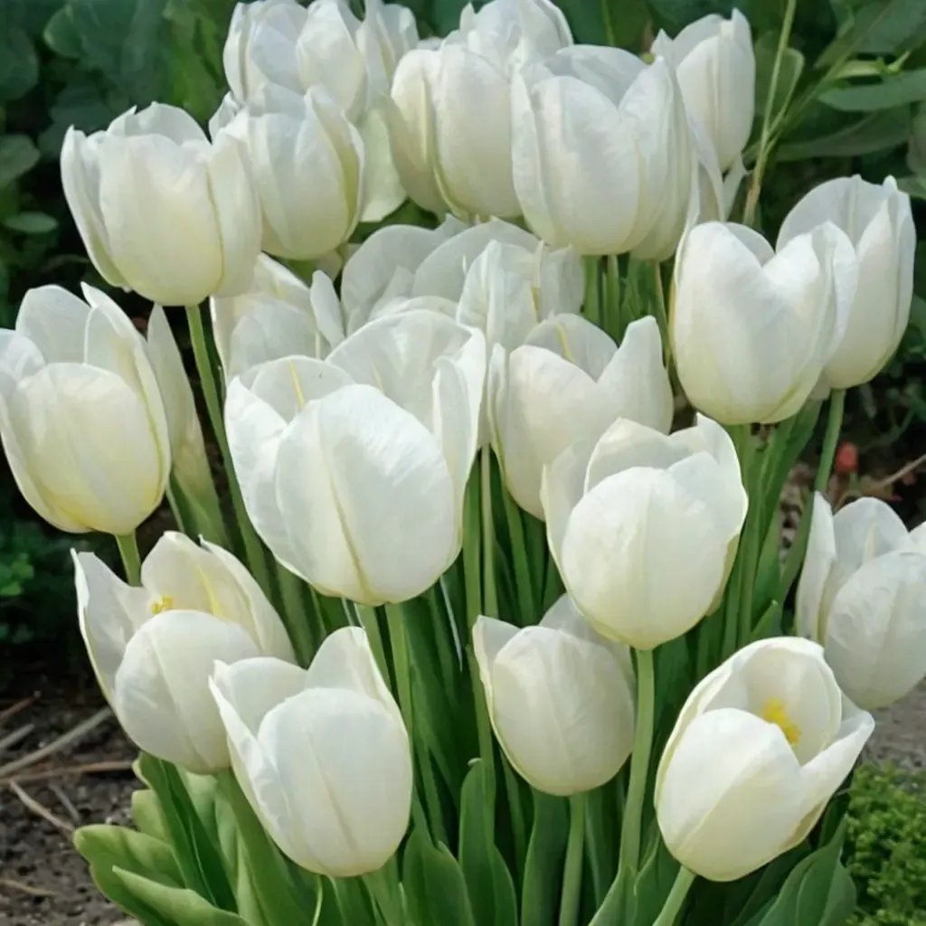 Tulipa humilis 'Maureen'