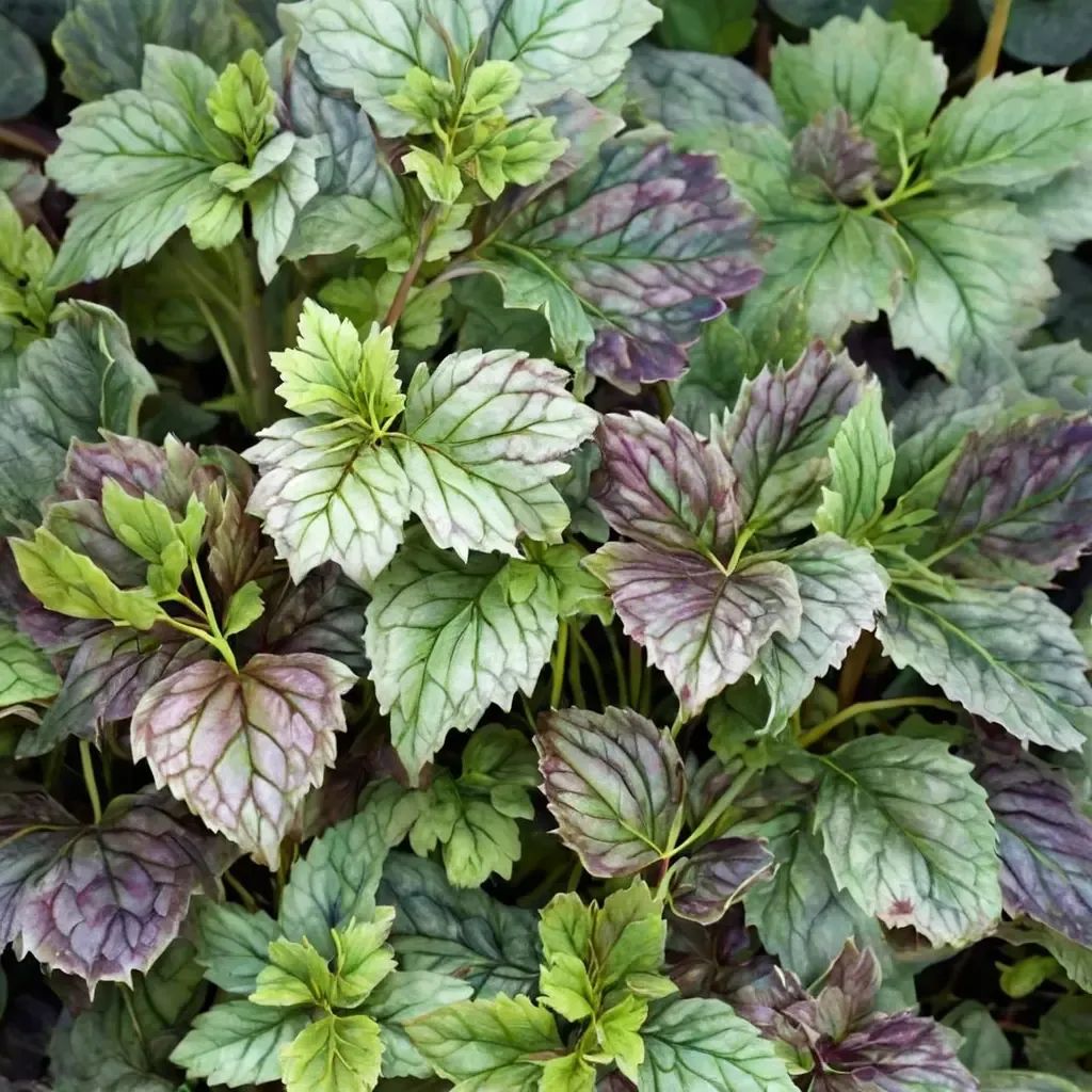 Heuchera x brizoides 'Marvelous Marble'