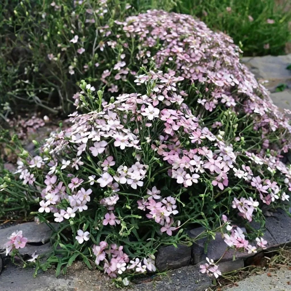 Gypsophila repens 'Rosea'