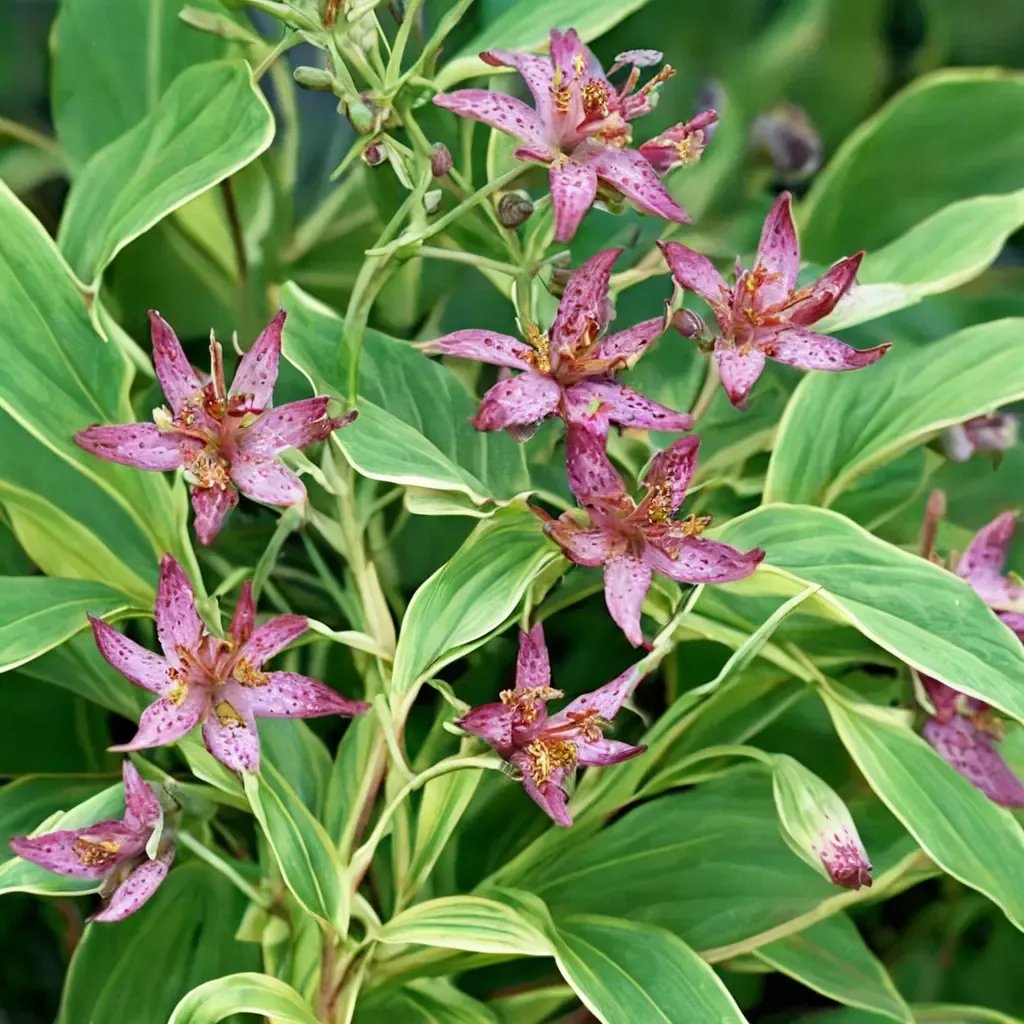 Tricyrtis hirta 'Gilt Edge'