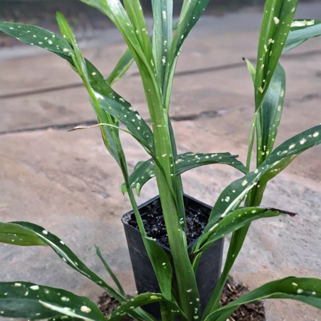 Aspidistra yingjiangensis 'Singapore Sling'