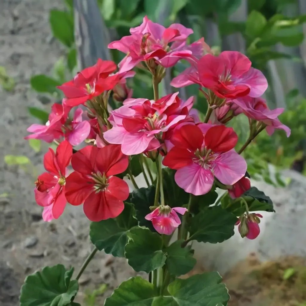 Pelargonium x hortorum