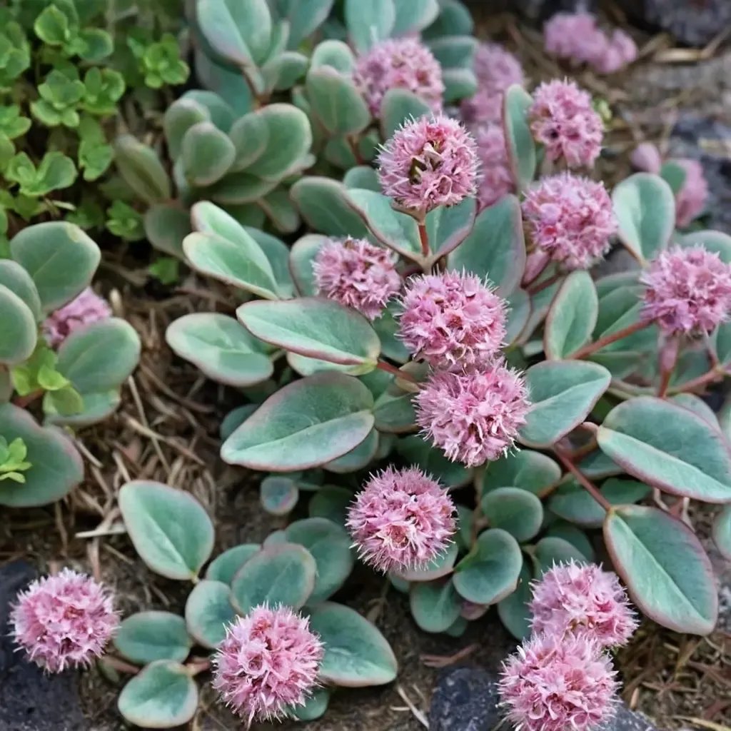Sedum sieboldii 'October Daphne'