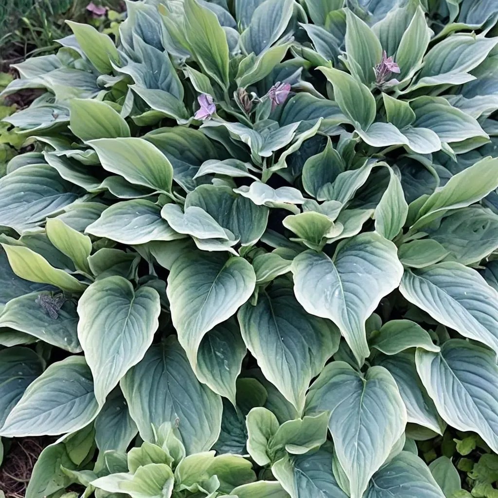 Hosta x hybrida 'Komodo Dragon'