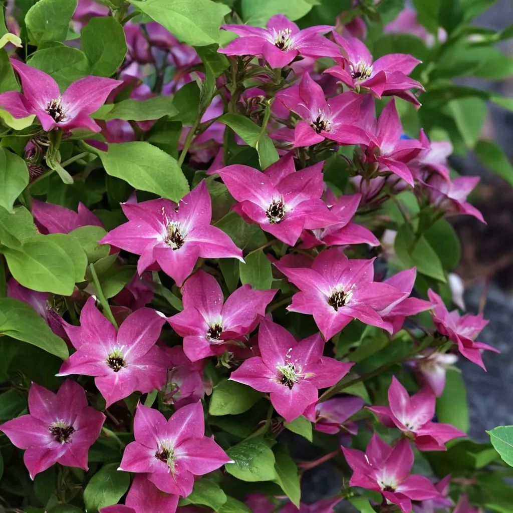Clematis x hybrida 'Viva Polonia'