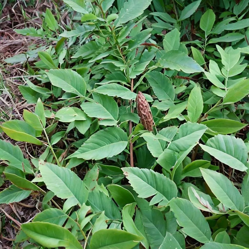 Osmunda japonica