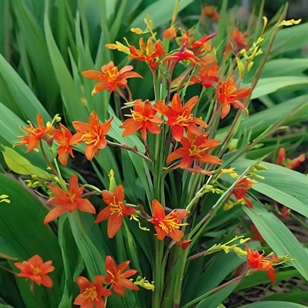 Crocosmia masoniorum