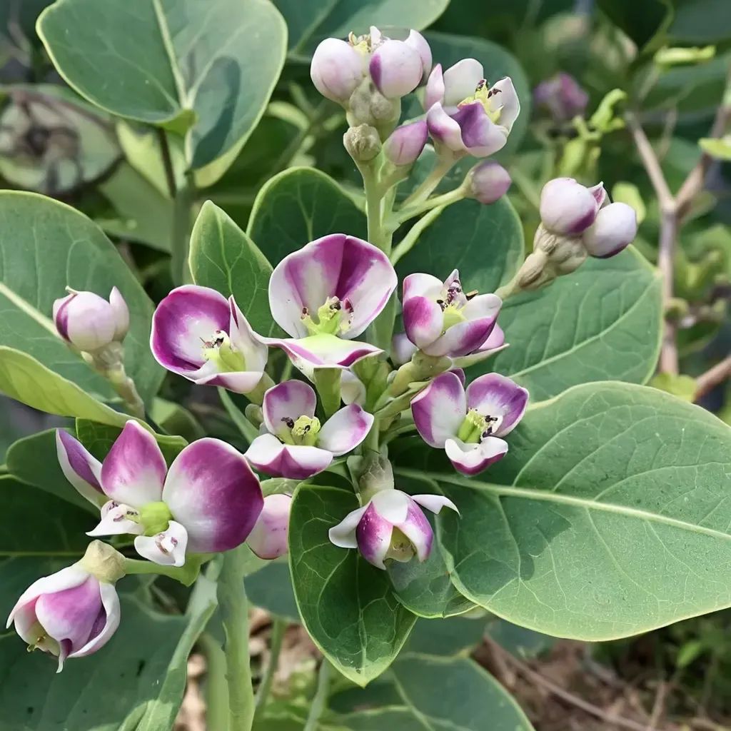 Calotropis procera