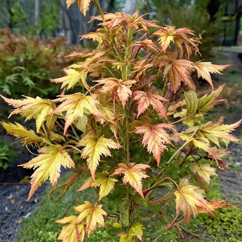 Acer palmatum 'Katsura'